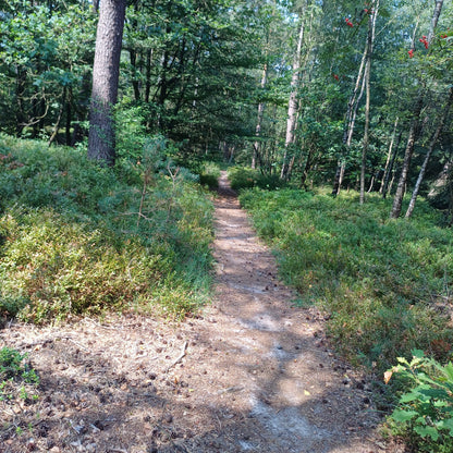 Begeleide MTB-tocht op de Veluwe | Vierhouten | 2,5 uur