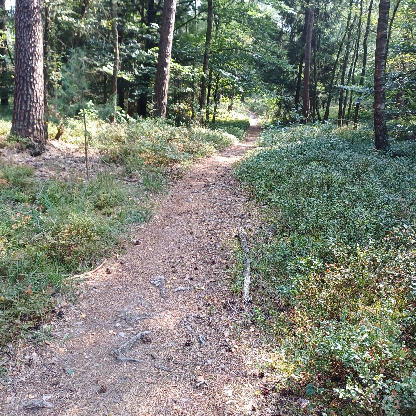 Begeleide MTB-tocht op de Veluwe | Vierhouten | 2,5 uur